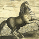 Neapolitanus