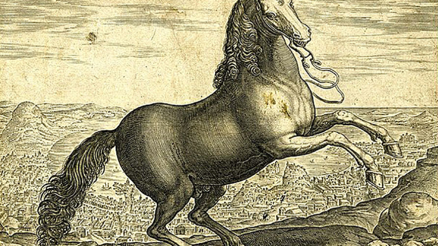 Neapolitanus